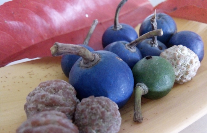 Buah Genitri yang lang di Malang (C) MALANGTIMES