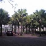 Taman Palem di Kota Araya - AKAIBARA