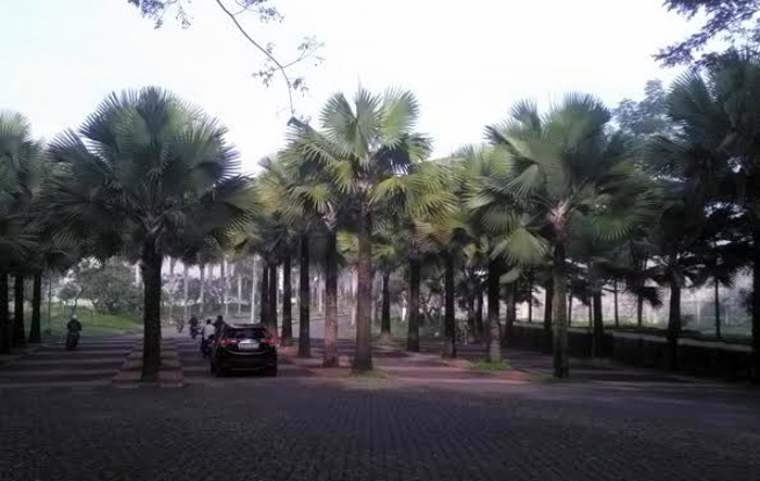 Taman Palem di Kota Araya - AKAIBARA