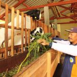 Sentra Peternakan Kambing Etawa di Desa Bangelan (C) RADARMALANG