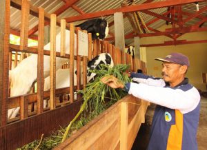 Sentra Peternakan Kambing Etawa di Desa Bangelan (C) RADARMALANG