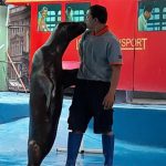 Nikmati Aksi Sepasang Singa Laut di Jatim Park 2 (C) MUSTIANA LESTARI/DETIK TRAVEL