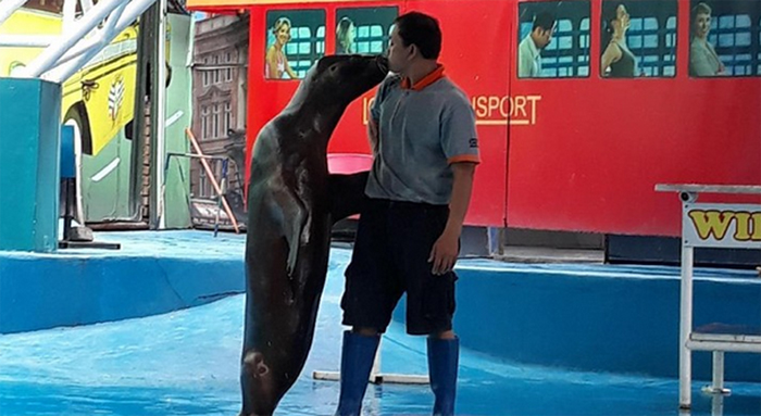 Nikmati Aksi Sepasang Singa Laut di Jatim Park 2 (C) MUSTIANA LESTARI/DETIK TRAVEL