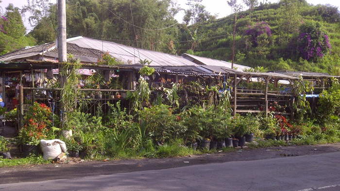 Wisata Belanja di Pasar Buah dan Sayur Dewi Sri Pujon (C) BANGSAWAN TUA