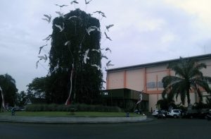 Bundaran Araya, Ikon yang Indah dan Strategis