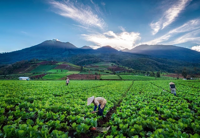 Lanscape Brakseng, Menikmati Keindahan Kota Batu dari Ketinggian