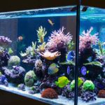 Daftar Toko Aquarium yang Ada di Kota Malang