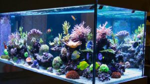 Daftar Toko Aquarium yang Ada di Kota Malang