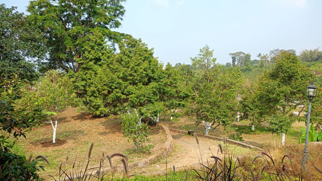 kebun durian Abah Anton