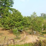 kebun durian Abah Anton