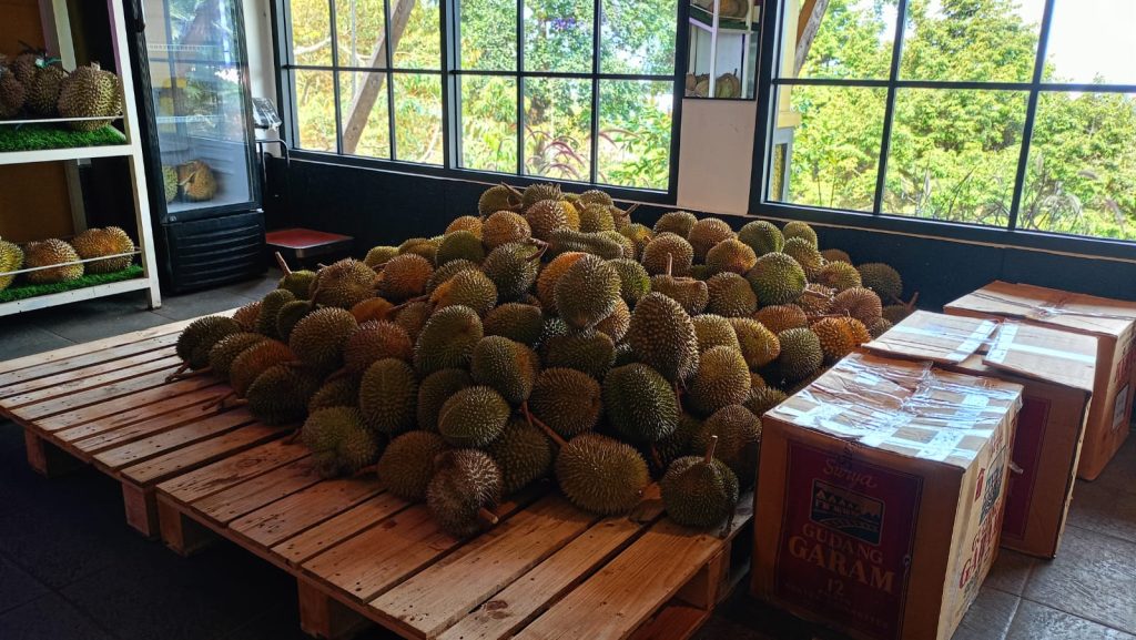kebun durian Abah Anton